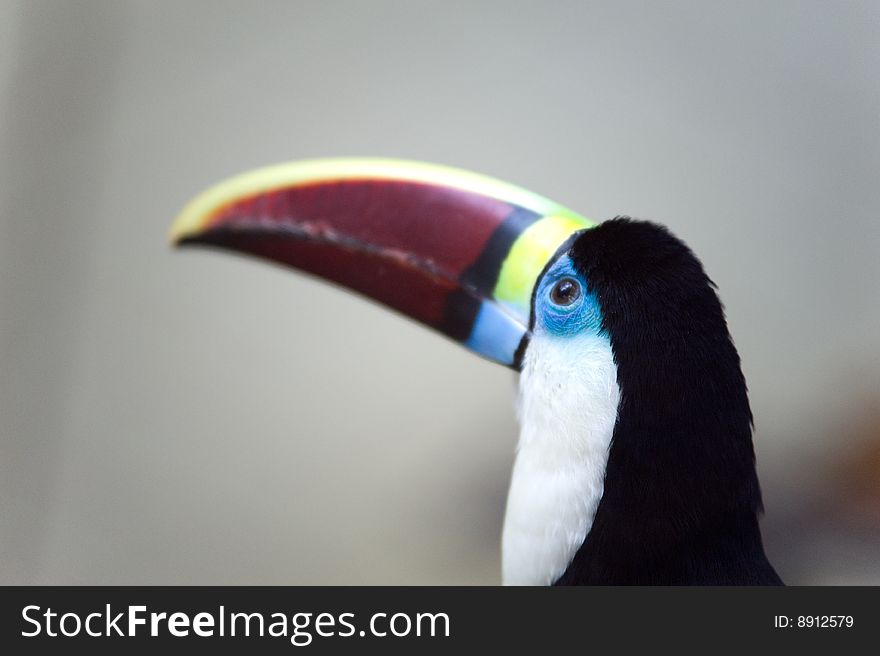 A colorful toucan looking left.