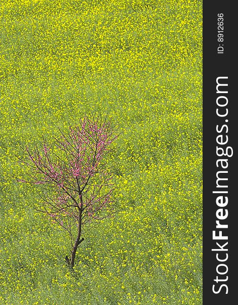 Rape Flower Field Of Luoping