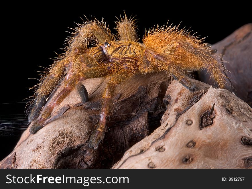 Orange Tarantula Close Up