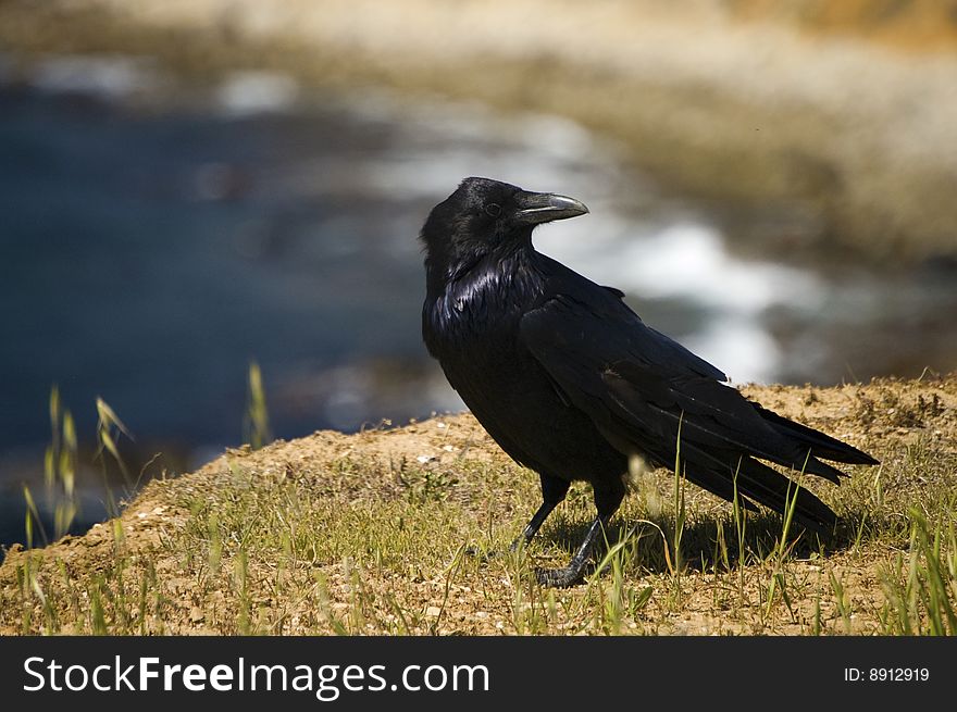 A large, shiny black raven rests on a ledge overlooking the ocean. A large, shiny black raven rests on a ledge overlooking the ocean.