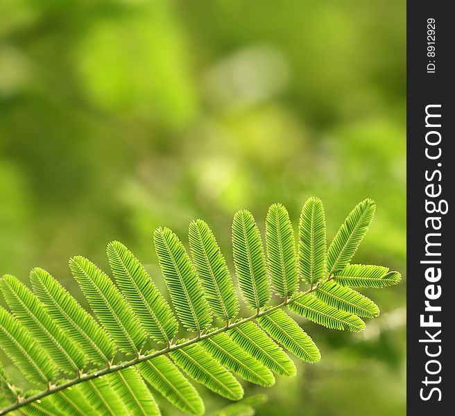 Close up of green leaves