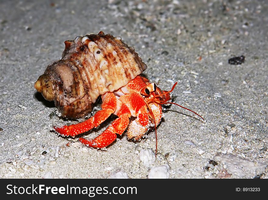 Maldivian Sand Crab