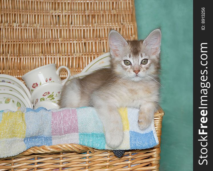 Kitten in picnic basket
