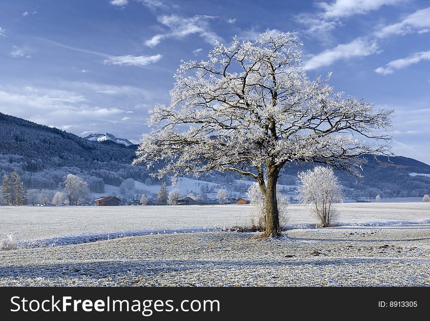 Tree in hoarfrost landscape with mountains and blue sky in background. Tree in hoarfrost landscape with mountains and blue sky in background.