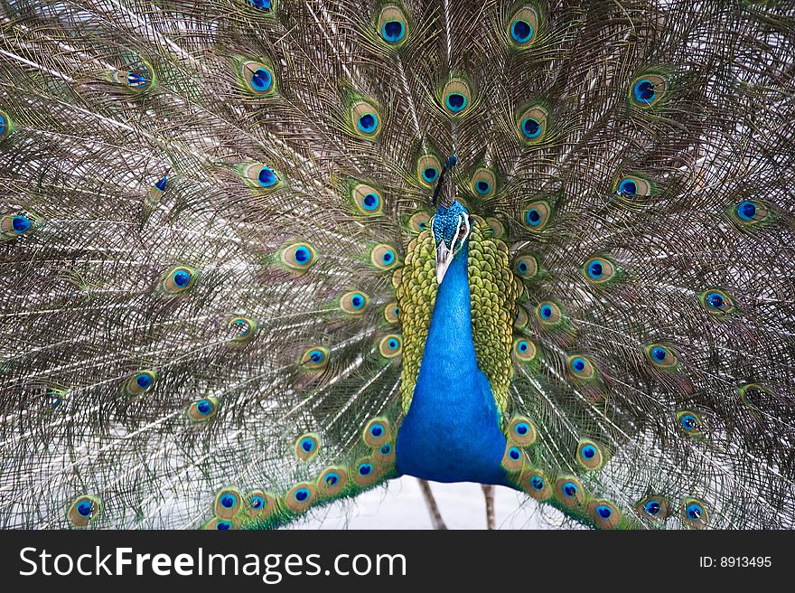 A peacock showing it's beauty to impress another. A peacock showing it's beauty to impress another.