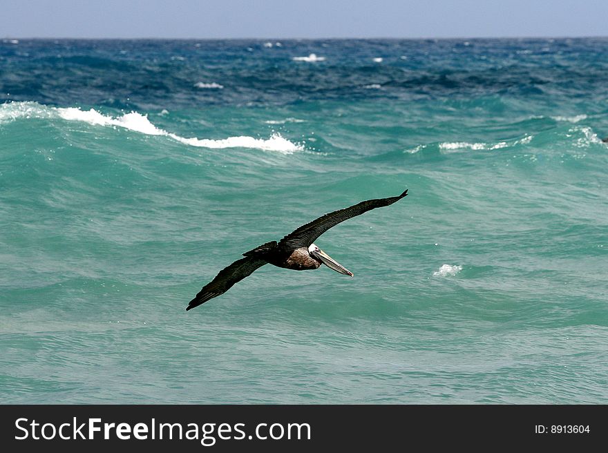 A pelican fly's above the atlantic ocean. A pelican fly's above the atlantic ocean