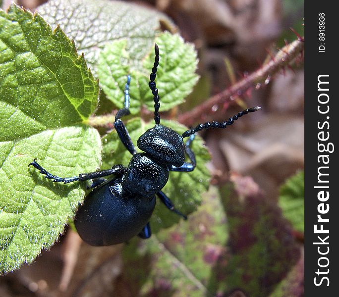 Macro shot of a big black bug