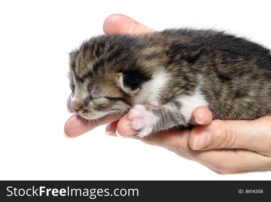 A newborn striped kitten isolated. A newborn striped kitten isolated