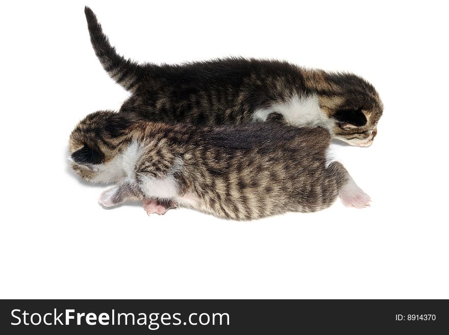 Two newborn striped kittens isolated. Two newborn striped kittens isolated