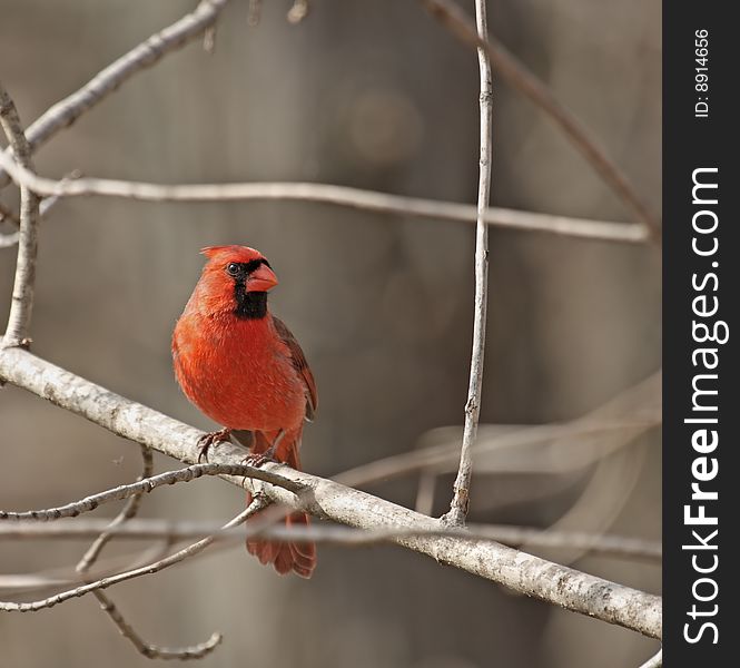 Male northern cardinal perched on a tree branch