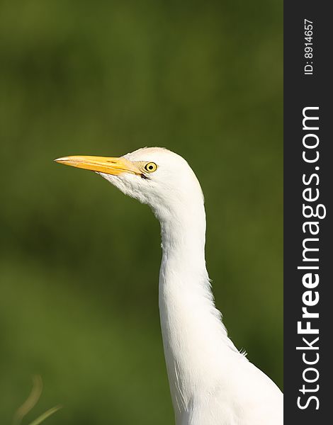 Portrait of a cattle egret.