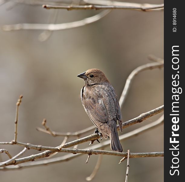 Female brown-headed cowbird perched on a tree branch