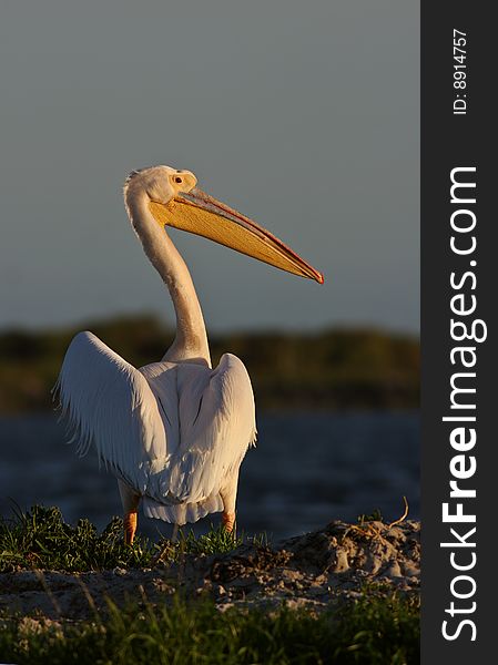 Great white pelican about to take off.