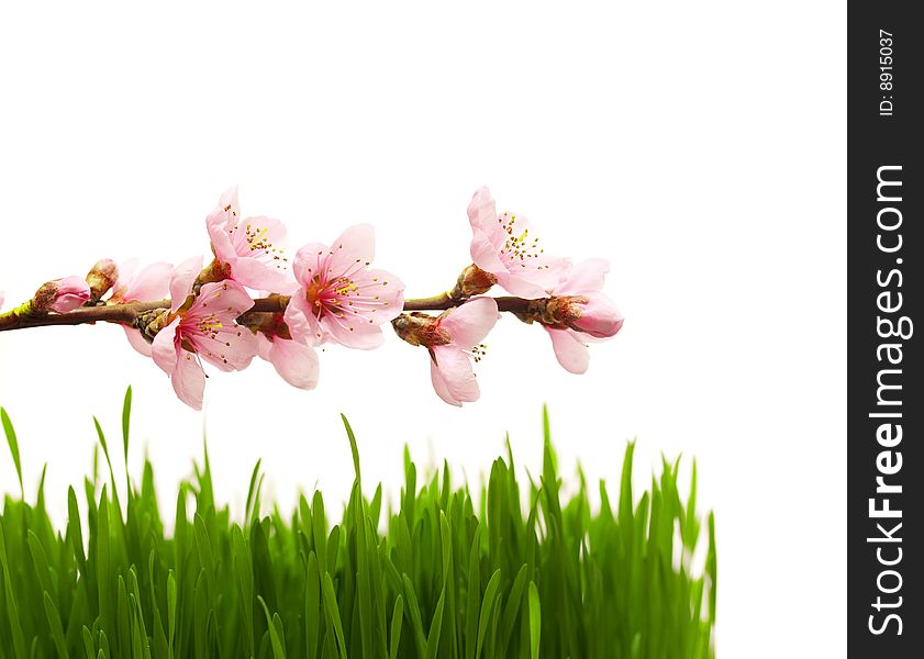 fresh green grass and bloomimg cherry branch. fresh green grass and bloomimg cherry branch