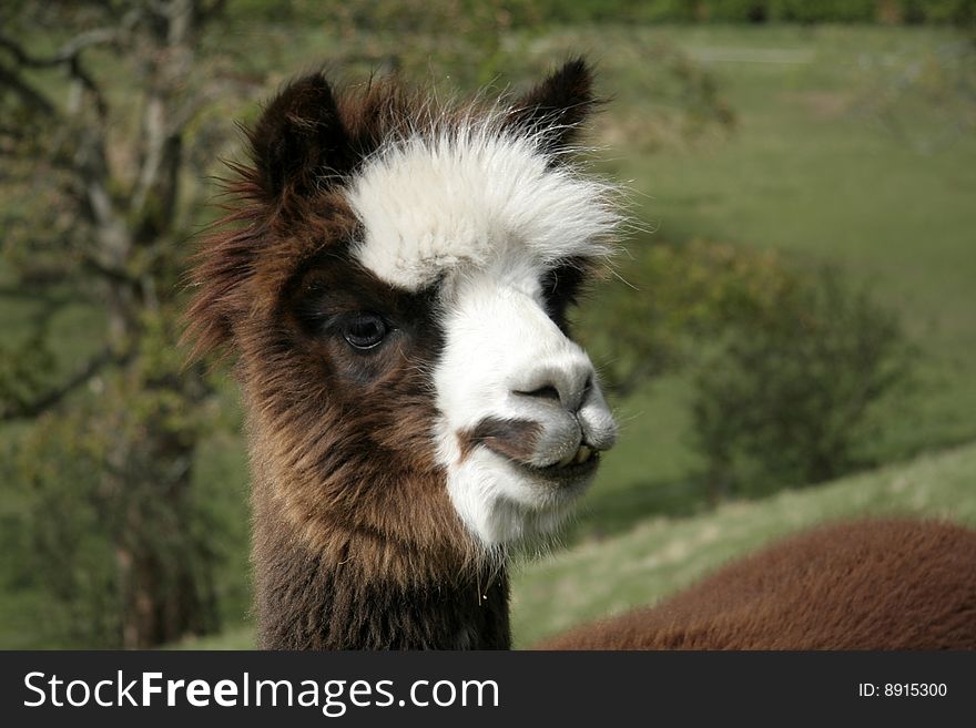 Brown and white portrait of an Alpaca,whos wool is used to knit jumpers with. Brown and white portrait of an Alpaca,whos wool is used to knit jumpers with