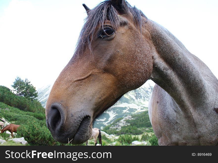 Horse head (Pirin Mountains, Bulgaria)