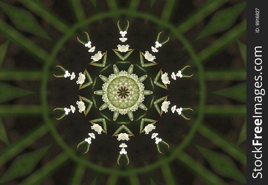 Close up of a flower altered into a kaleidoscope. Close up of a flower altered into a kaleidoscope