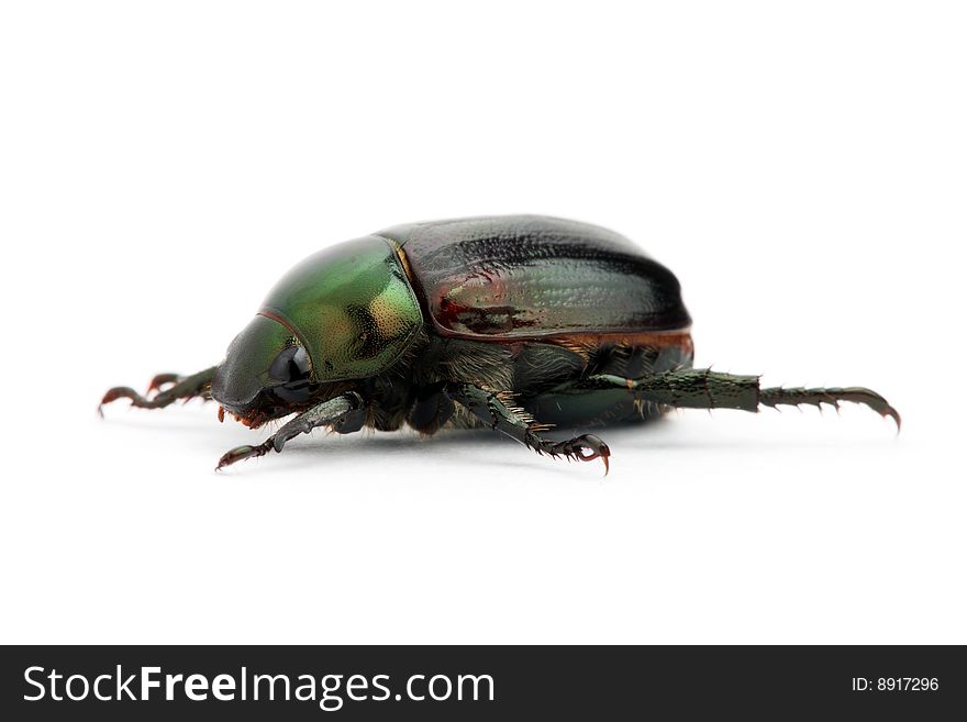 A Anomala albopilosa (beetle) crawling and isolated on white background. A Anomala albopilosa (beetle) crawling and isolated on white background.