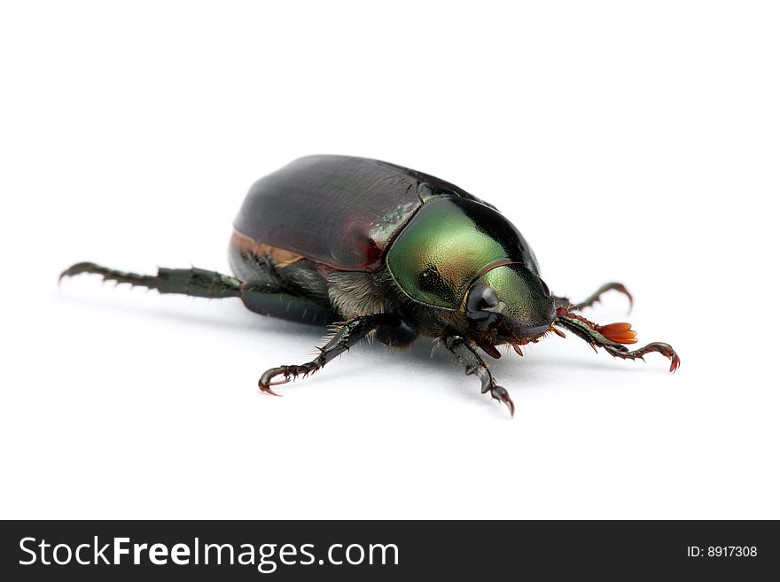 Green Beetle (Anomala Albopilosa)