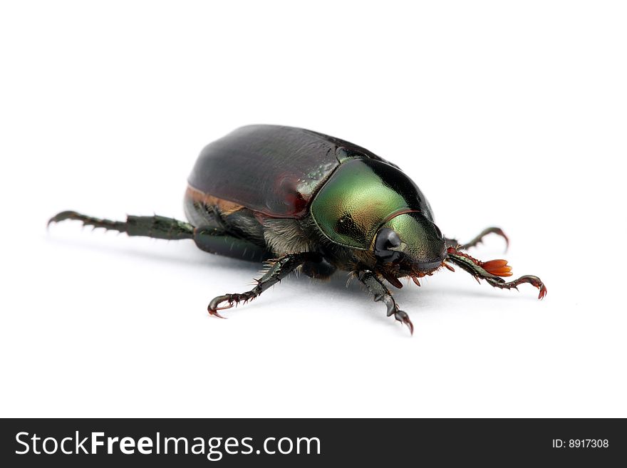 A Anomala albopilosa (beetle) crawling and isolated on white background. A Anomala albopilosa (beetle) crawling and isolated on white background.