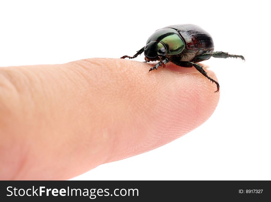 A Anomala albopilosa (beetle) crawling on human finger isolated over white background. A Anomala albopilosa (beetle) crawling on human finger isolated over white background.