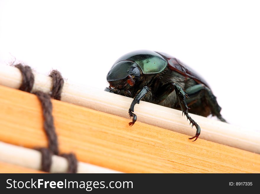 A Anomala albopilosa (beetle) crawling on bamboo isolated over white background. A Anomala albopilosa (beetle) crawling on bamboo isolated over white background.