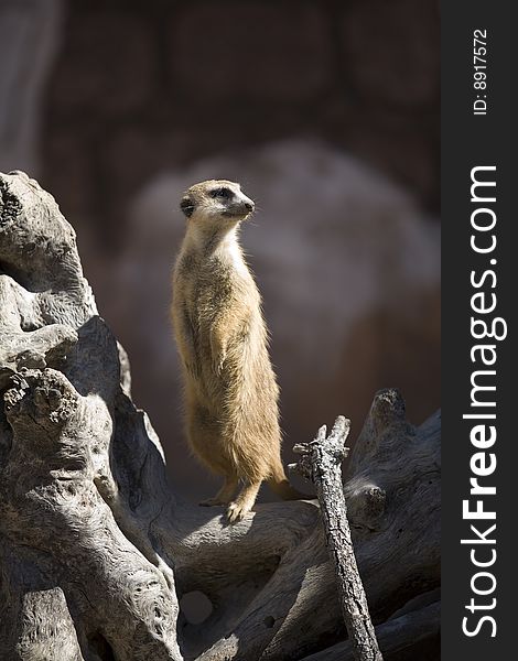 An adorable meerkat standing tall with head turned to see what he can see. An adorable meerkat standing tall with head turned to see what he can see.