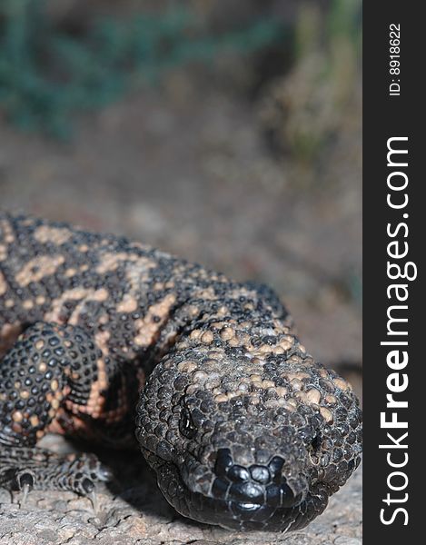 This old gila monster is showing his age. This old gila monster is showing his age.