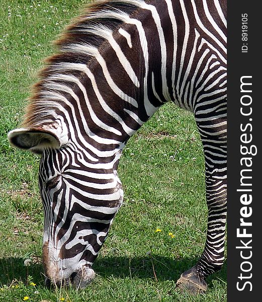 A grevy zebra enjoys nibbling on fresh green grass in a conservation park. A grevy zebra enjoys nibbling on fresh green grass in a conservation park