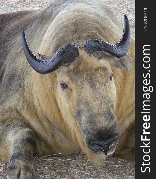 Close up of a male sichuan takin in a conservation park
