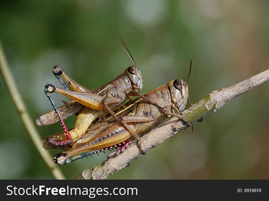 Grasshoppers couple in private moment close up