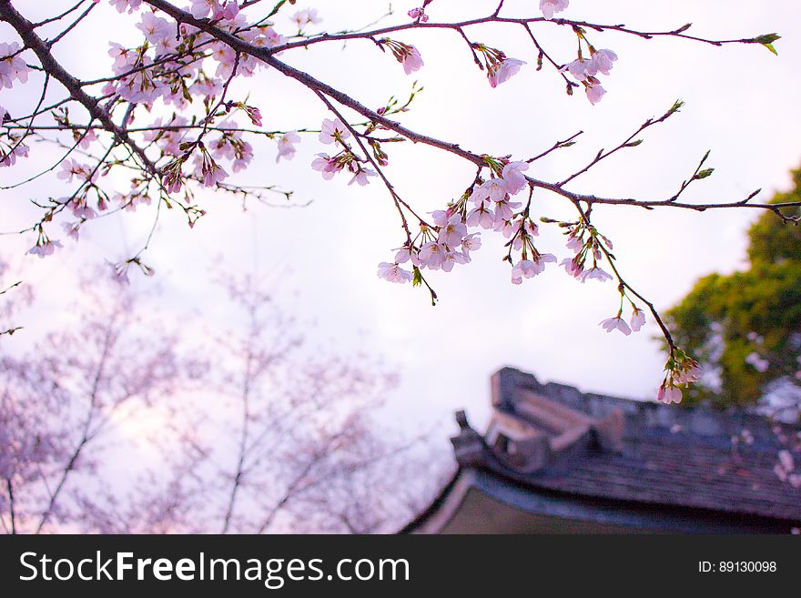 A cherry tree with blossoms in park next to an Asian building. A cherry tree with blossoms in park next to an Asian building.