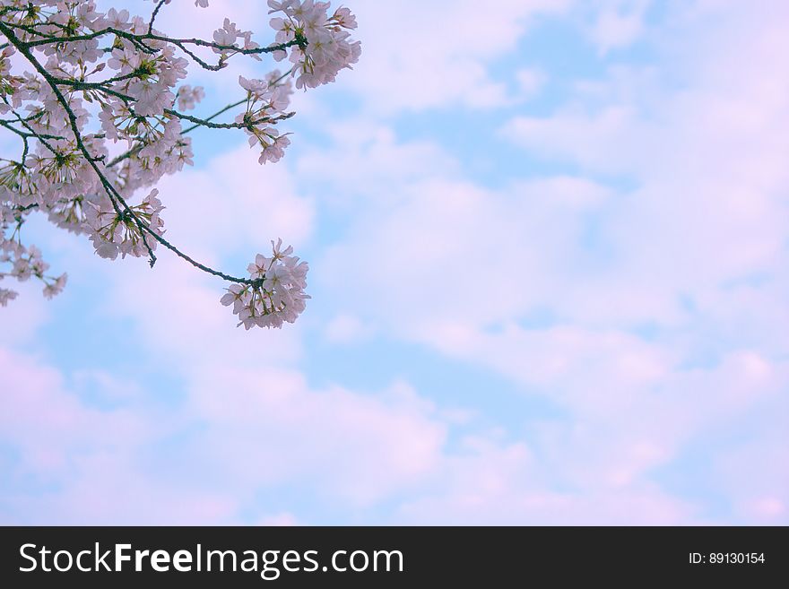 Background created by apple blossom in Spring time seen against blue sky with pink tinted clouds.