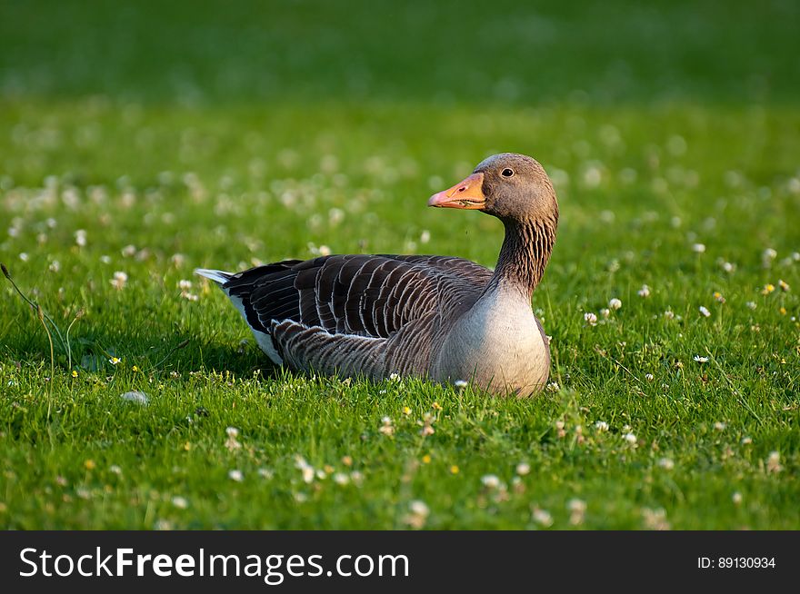 Black And White Goose On Green Grass