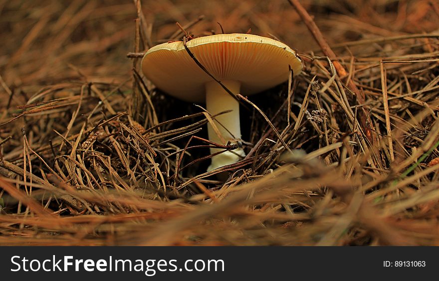 Mushroom In Forest