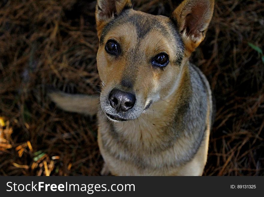 Dog close up in forest