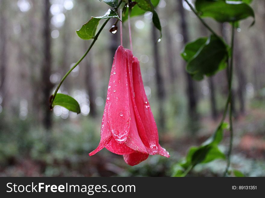 flower pink in forest