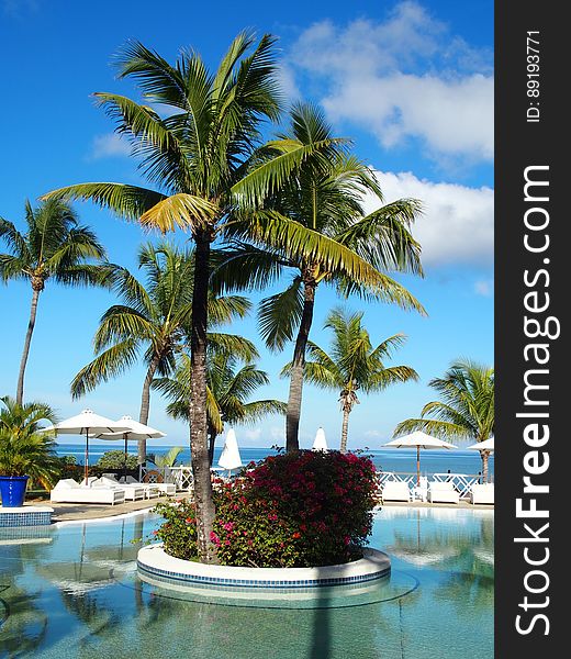 Palm trees in a tropical hotel swimming pool with sea in background.