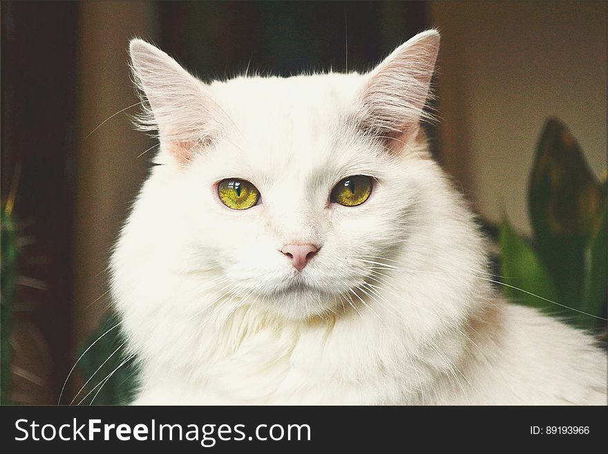 Close up portrait of white domestic long haired cat indoors. Close up portrait of white domestic long haired cat indoors.