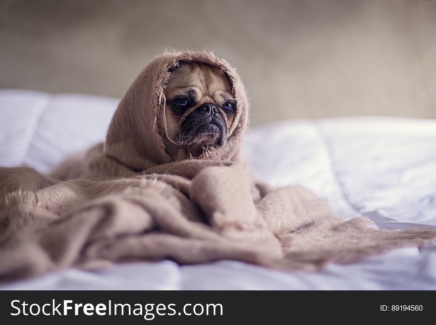 Pug Puppy In Blanket