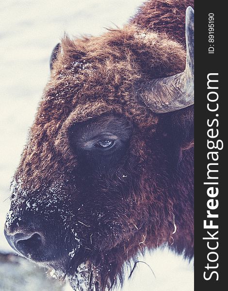 A close up of a brown bison. A close up of a brown bison.