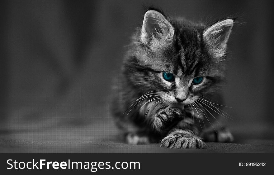 A selective color image of a kitten with blue eyes washing its paw. A selective color image of a kitten with blue eyes washing its paw.