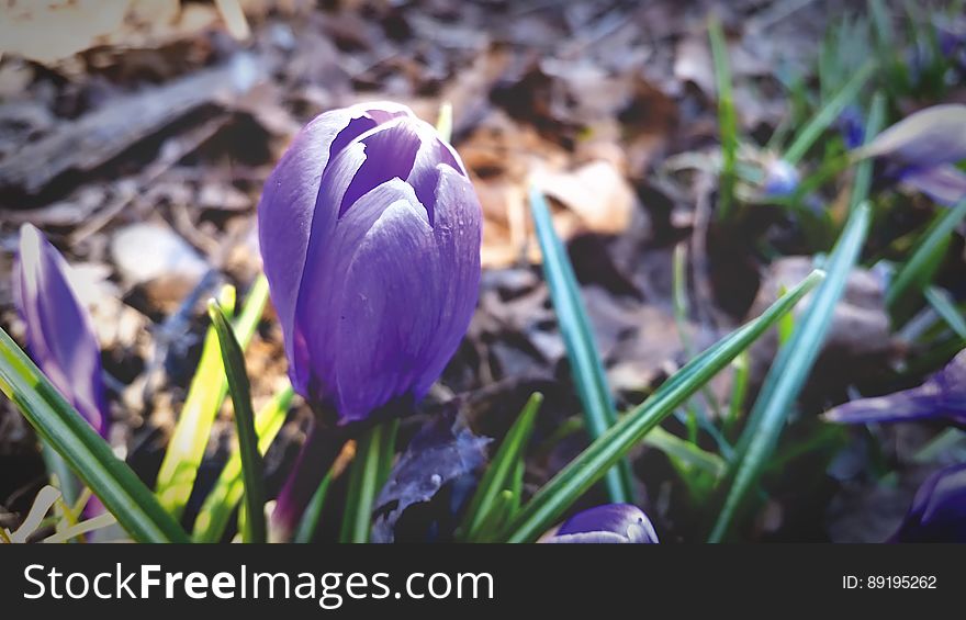 A close up of violet crocus flowers in the spring.