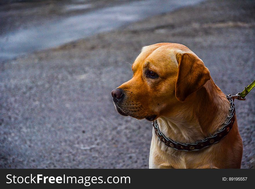 Portrait of domestic dog with leash and collar sitting outdoors on streets. Portrait of domestic dog with leash and collar sitting outdoors on streets.