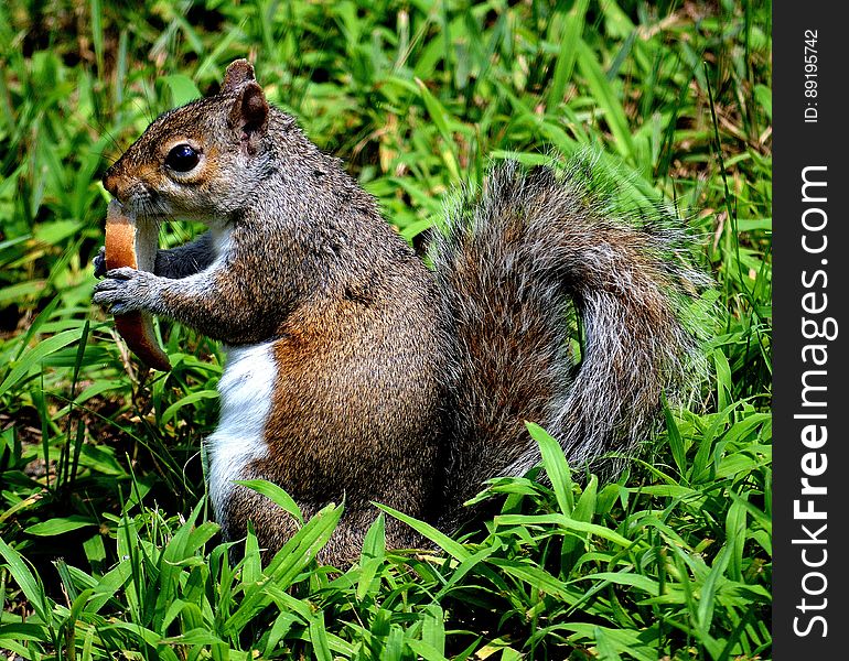 Brown and White Squirel on Green Grass