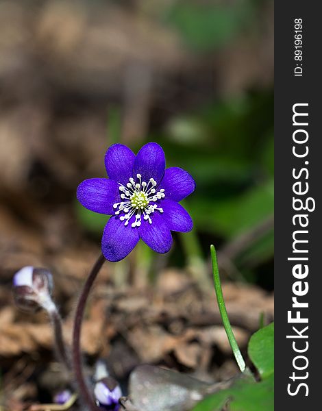 Purple Petaled Flower in Selective Focus Photography