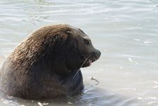 Northern Sea-lion (Eumetopias Jubatus) Royalty Free Stock Photo
