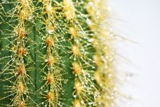 Cactus Royalty Free Stock Photos Cactus Royalty Free Stock Photos