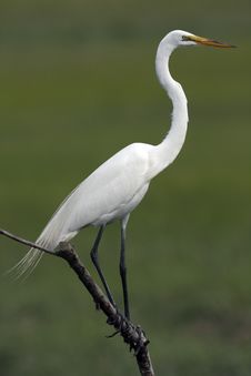 Great Egret Stock Photo Great Egret Stock Photo