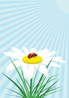 Ladybug On Camomile Stock Photo